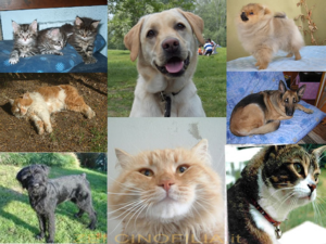 wallpaper cani e gatti